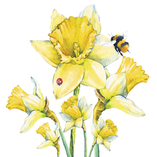 Daffodils